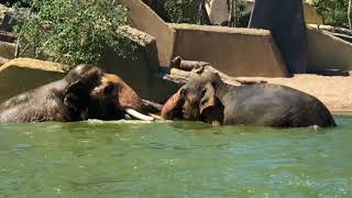 Elephants swimming @Artis Zoo Amsterdam