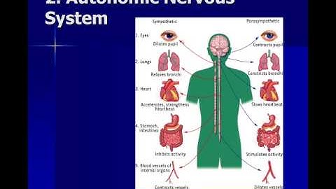 Neuroscience: Introduction the nervous system