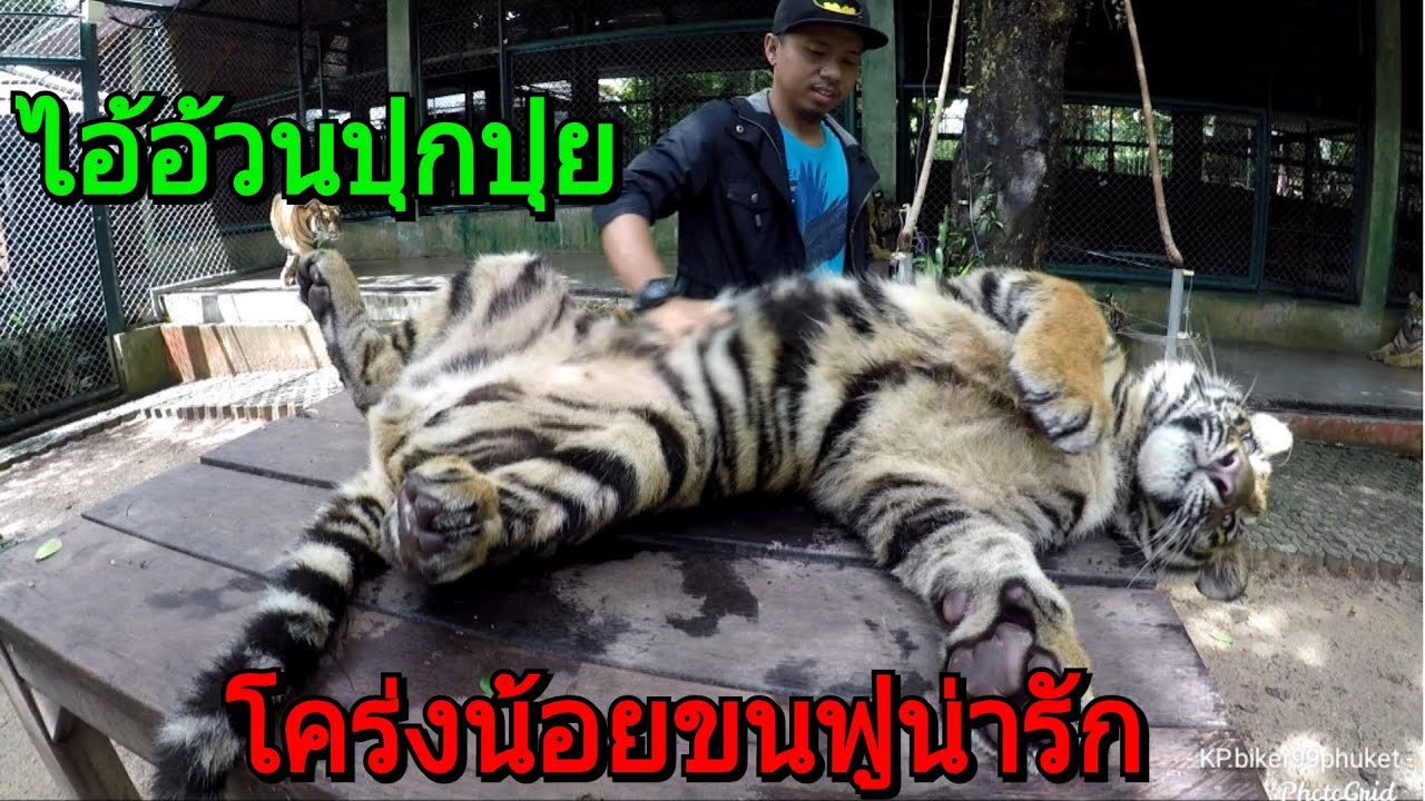 ไม่เจอหนึ่งอาทิตย์!!! เสือโคร่ง ไอ้อ้วนประจำกรง small ขนปุกปุยน่ารัก