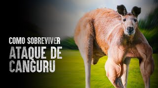 Como Sobreviver A Um Ataque De Canguru