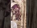 Mehndi stain/Mehndi design/arabic Mehndi/fashion/ootd/dailyshorts/dailyfashion/glass bangles❤️
