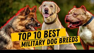 Top 10 Best Military And Police Dog Breeds | Best Military And Police Dog Breeds