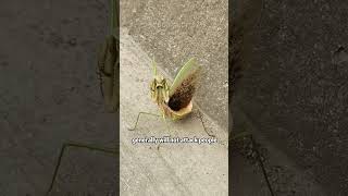 Is This Insect Poisonous? #viral  #facts #didyouknow