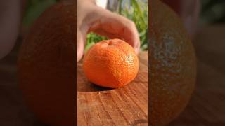 Rt 800000215 Mini Rotary Tillage And Ridging All In One Tree