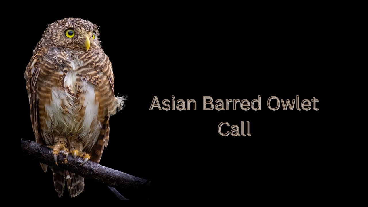 The Call of the Asian Barred Owlet – A Haunting Sound from Rural Thailand