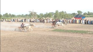 New Bull Race July 10, 2021Bit Ka Jalsa,All Junabi Punjab K Bail. نیو بیل ریس بابا نور شاہ بدہ جی