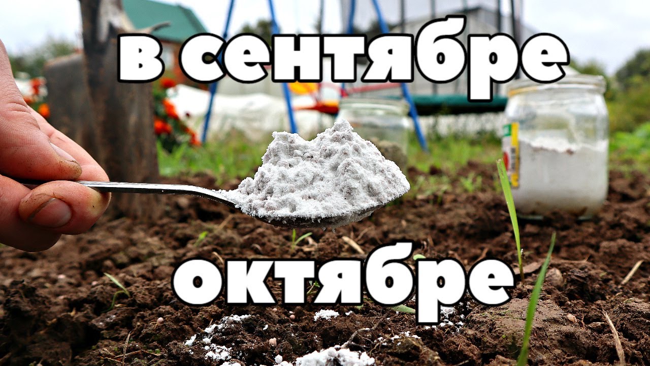 1 ложка этого удобрения с осени в землю и плоды будут висеть один на ...