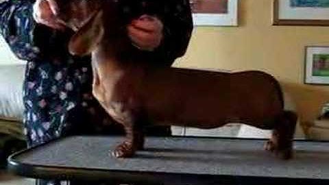 Dachshund Puppy Learning to Stack and Stay on Table