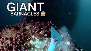 This Is What’s Slowing Down a Ship… (Giant Barnacles Removal)