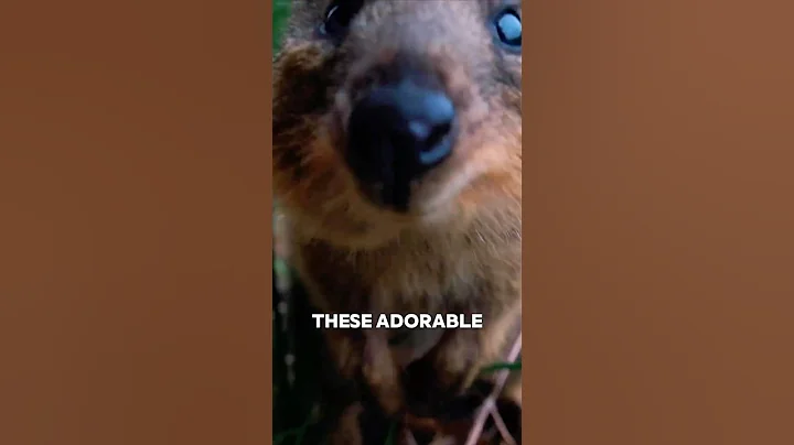 The World’s Happiest Animal? It’s the Quokka! 🐨💕