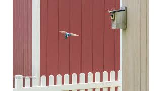 Tree Swallows in Flight (slow motion)