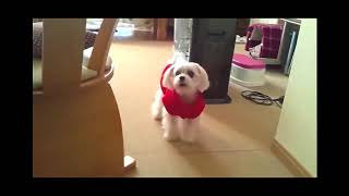 TOP  dog barking videos compilation