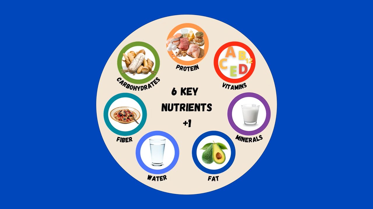Explore the Six Key Nutrients (+1)!