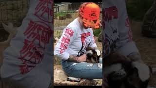 The best therapy is snuggling a baby goat! This years’ babies begin arriving in 9 days! #goat