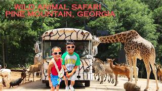 #alisa #hanson Wild Animal Safari - Pine Mountain, Georgia 4/2026