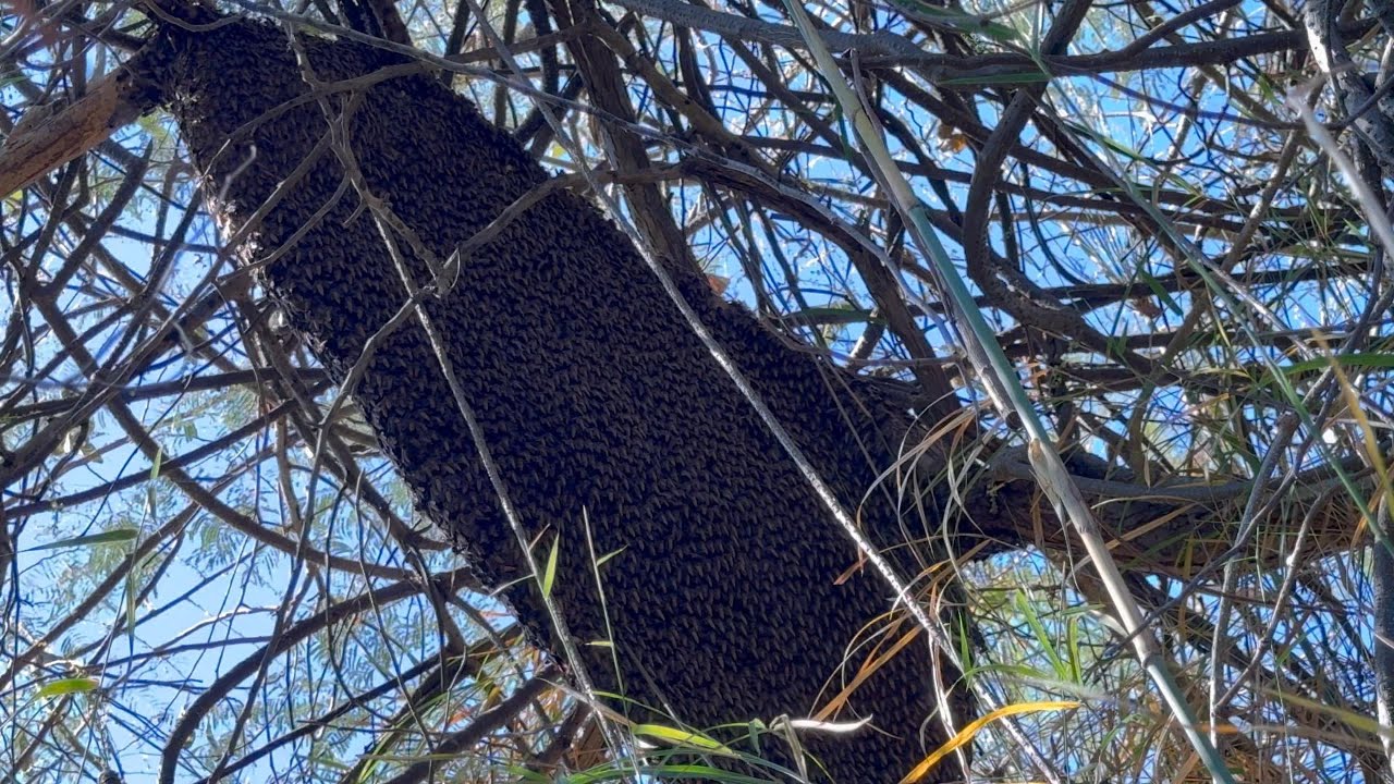 สวัสดีปีใหม่ 2569 รังแรกของปี  |  พรานหมึก คนตีผึ้ง