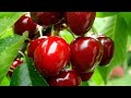 Jual bibit buah-buahan🍇🍎🍏🍊🍋🌱bibit tanaman buah langka, harga bibit tanaman buah