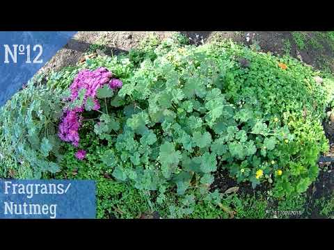 Video: Geranium Ose Pelargonium I Kopshtit (Pelargonium) - Specie, Kultivim