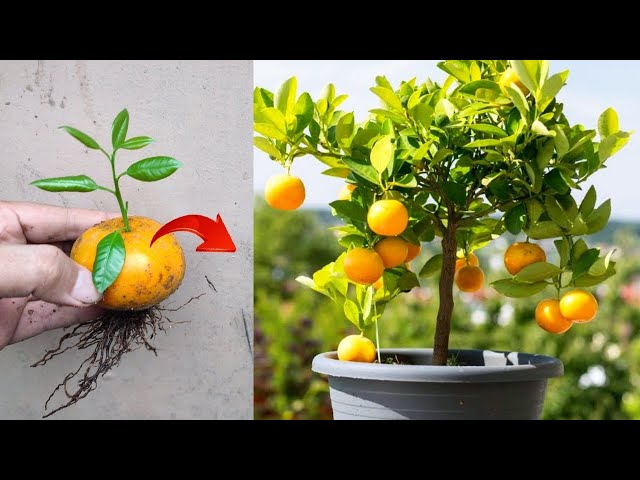 Best ideas skills! Growing to oranges tree from orange fruit in a pots class=