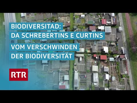 Video: Warum ist der Schwalbenschwanzmilan vom Aussterben bedroht?