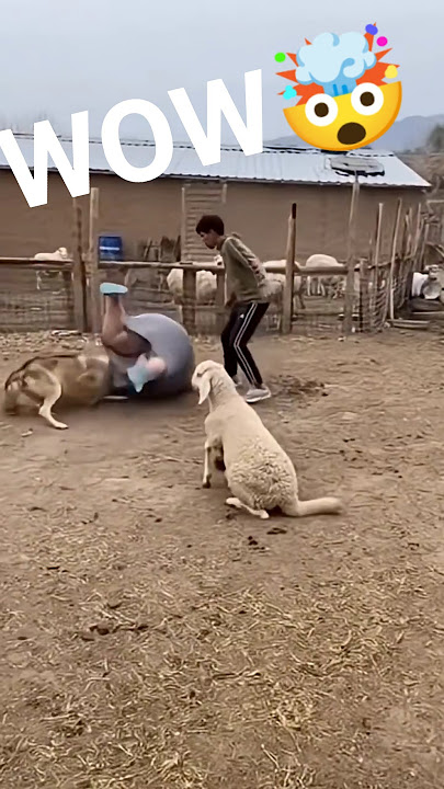 “Wolf Attacks Sheep… But Didn’t Expect THIS 🤯” #funny
