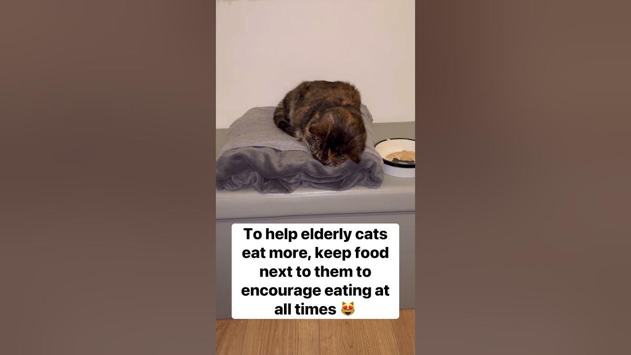  shorts how to encourage elderly cats to eat more food youtube