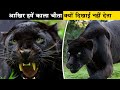 काले चीते के बारे में आपको ये किसी ने नहीं बताया होगा| black panther | Facts, Habitat, & Diet