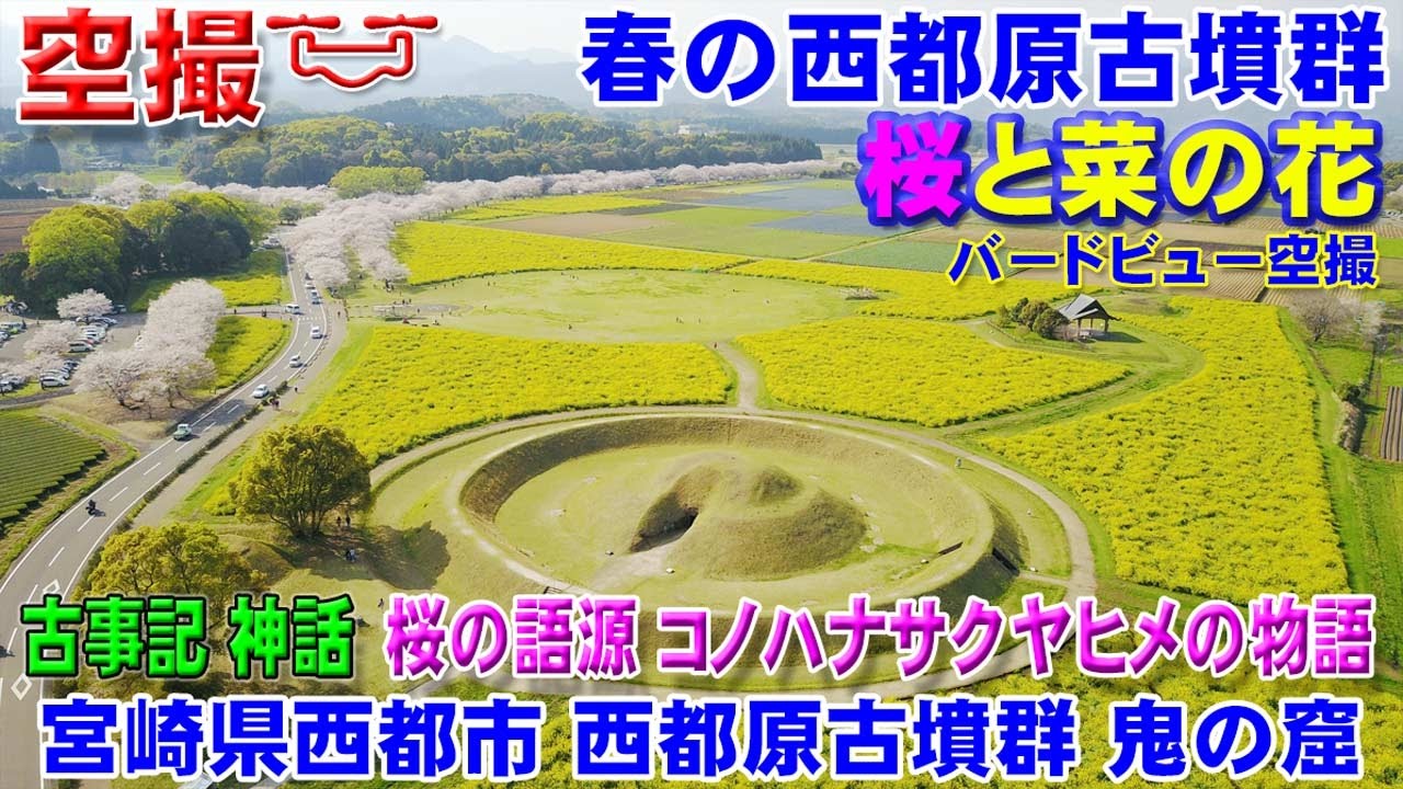 ドローン空撮 桜と菜の花 西都原古墳群 鬼の窟 神話コノハナサクヤヒメ物語 宮崎県西都市 Youtube