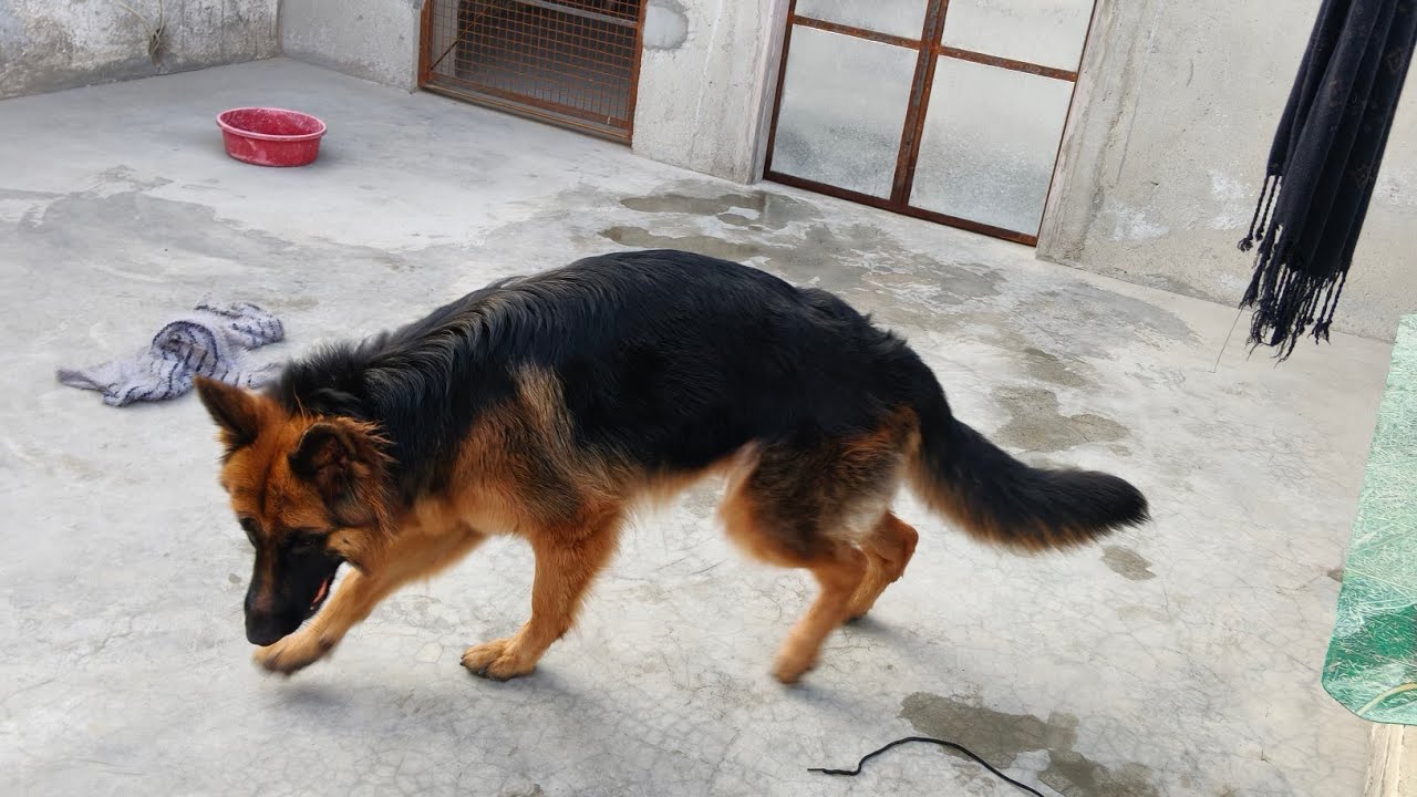 Life With Shepherds🐾 is live