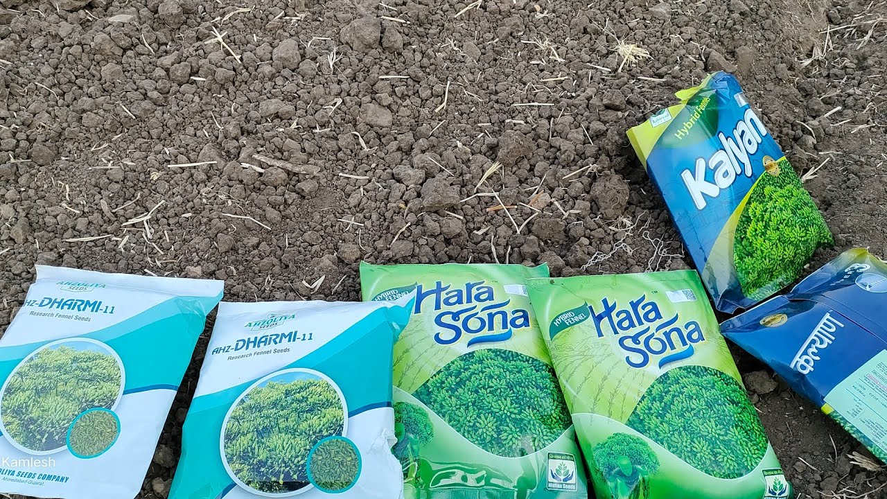 AHZ-DHARMI-11 vs Hara Sona vs Kalyan vs  Ghar ni pan variyari vlogs 