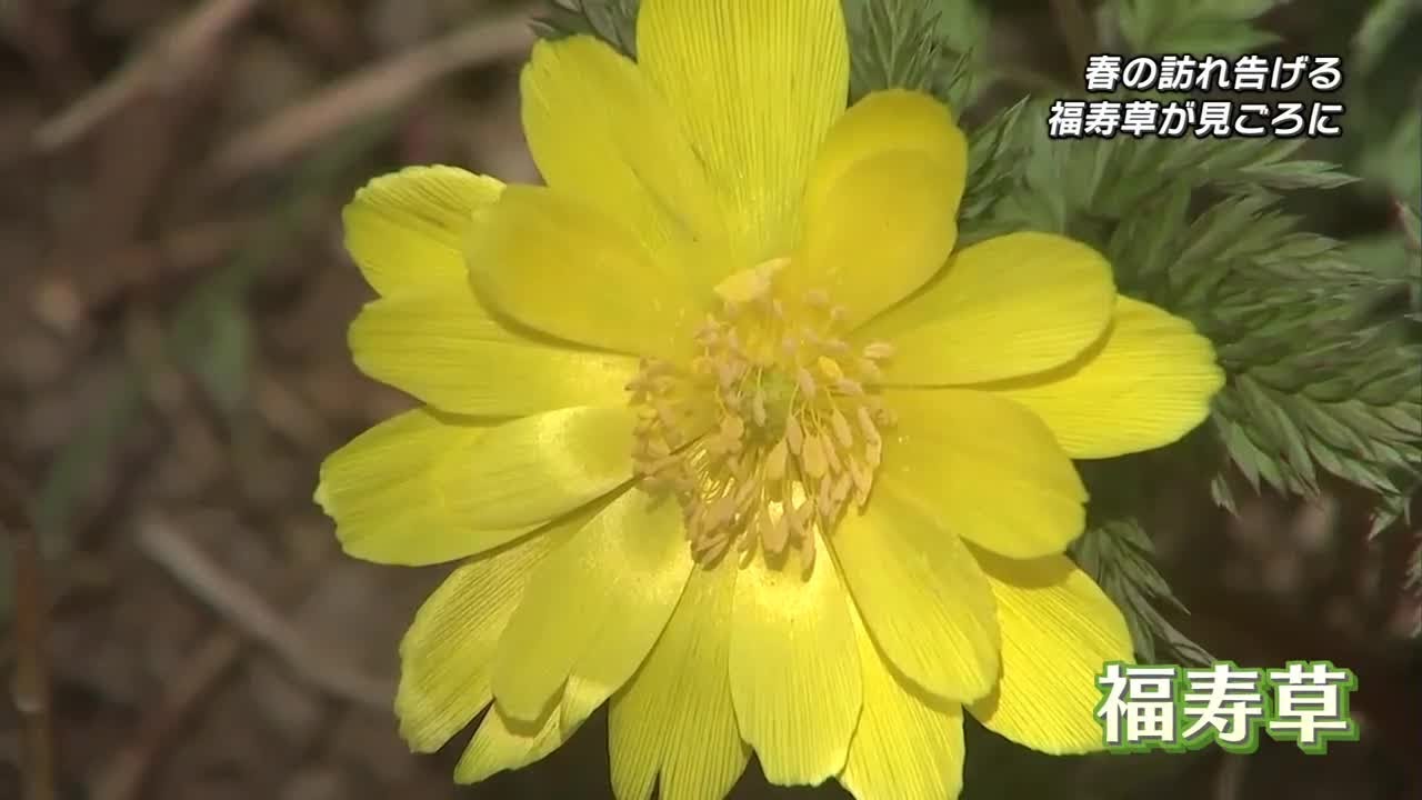 福寿草　確認用 福寿草紫雲が咲きました。 | tomの気まぐれ花日記