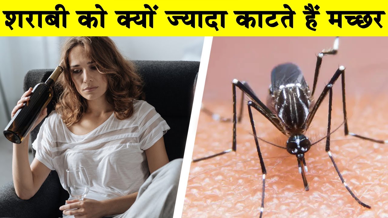 शराबी को क्यों काटते हैं ज्यादा मच्छर? MOST AMAZING FACTS| RANDOM FACTS| AKSHVI FACTS
