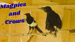 Crows and Magpies all together