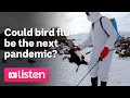 Could bird flu be the next pandemic? | ABC News Daily podcast