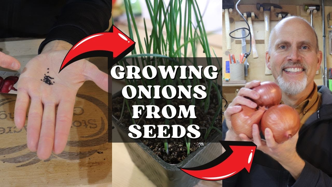How to Start Onion Seeds Indoors 🌱🧅👨🏻‍🌾 YouTube
