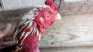 Peb sib coj mus saib tus phooj ywg ib tug qaib ntau zoo thiab txha zoo heev nawj 13/9/2019