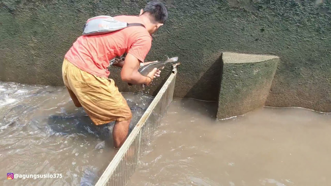 PANEN IKAN MAS SUPER JUMBO, 1 EKOR BISA 10KG BERATNYA