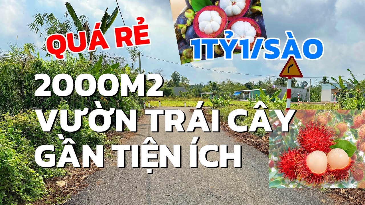 Chú Ba bán 2 sào nguyên vườn cây trái, quy hoạch đất ở, chỉ 1tỷ1/sào ở BRVT