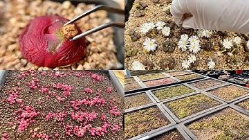 Everything You Need to Know About Conophytum Sowing