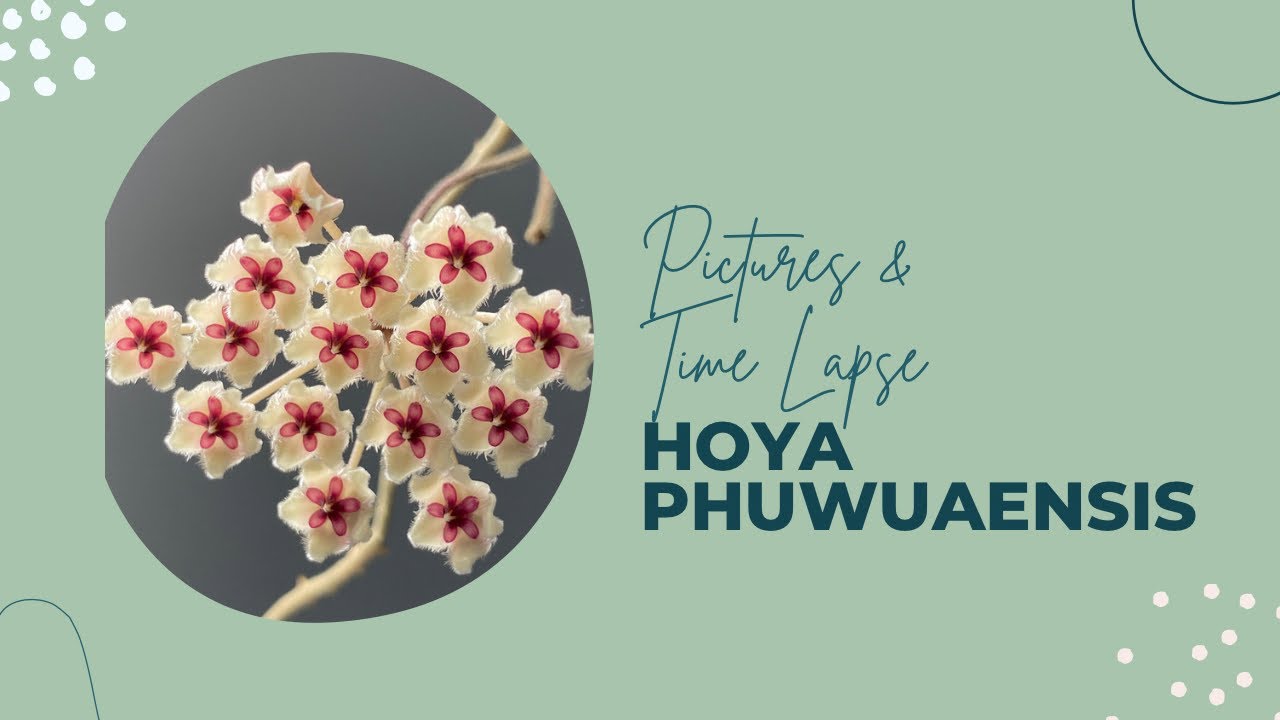 Hoya phuwuaensis pictures with time lapse