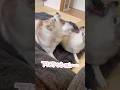 クッション争奪戦 #シベリアンハスキー #ハスキー #ハスキー犬