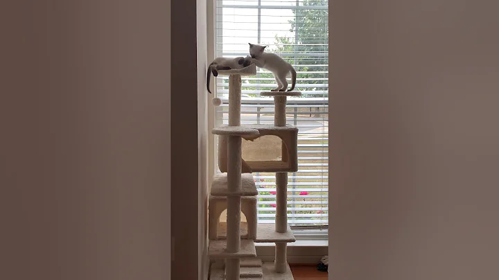 Video 945671: chocolate point siamese