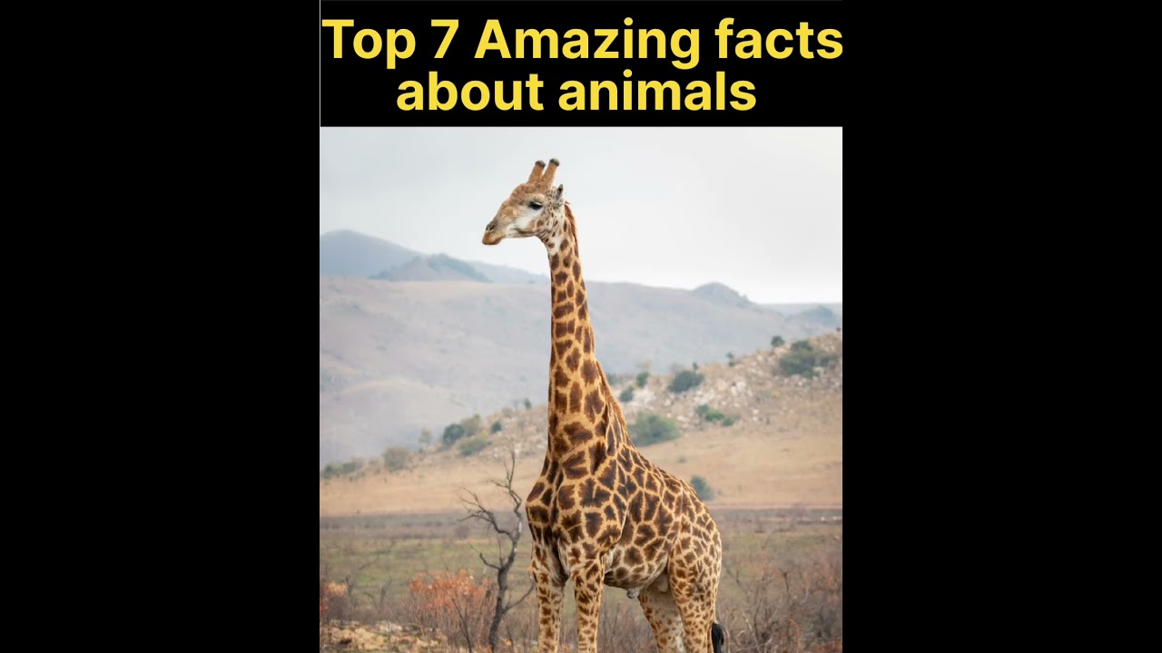 Top 7 Amazing facts about animals|Mind blowing fact 