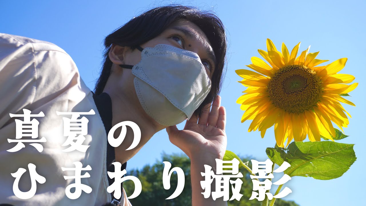 ついに夏がきた！炎天下のひまわり畑で夏らしい写真を撮影しよう