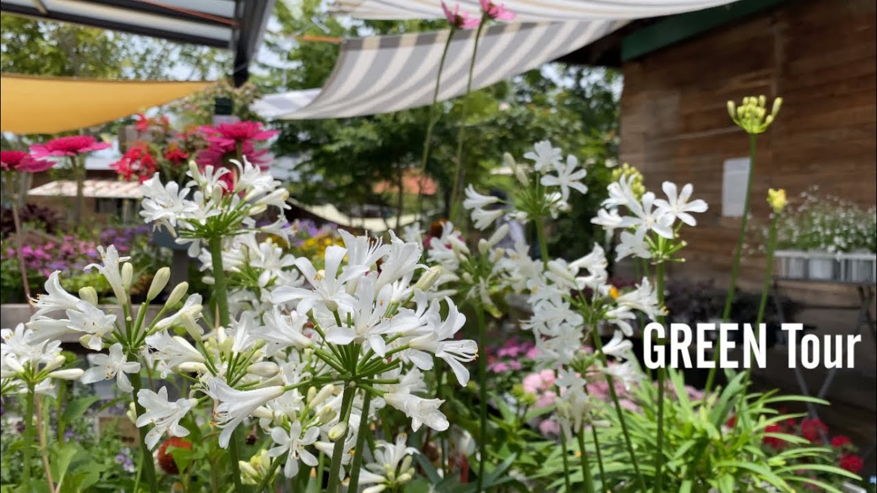 夏の花壇は珍しい苗で涼しげに映えるお庭をつくったもん勝ち！植えてると名前聞かれるレア品種たくさんお洒落で可愛い素敵なお店  | ストックファーム |  園芸/ガーデニング店巡り | 大阪/熊取五門