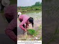 Traditional Rice Planting – Bending to the Earth’s Rhythm 🌾💧