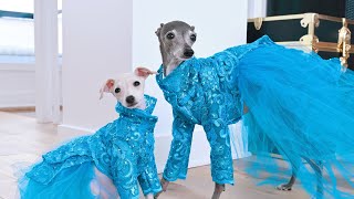 Sisters, Sisters - White Christmas Parody with Italian Greyhounds! by tika the iggy 13,292 views 1 year ago 1 minute, 12 seconds