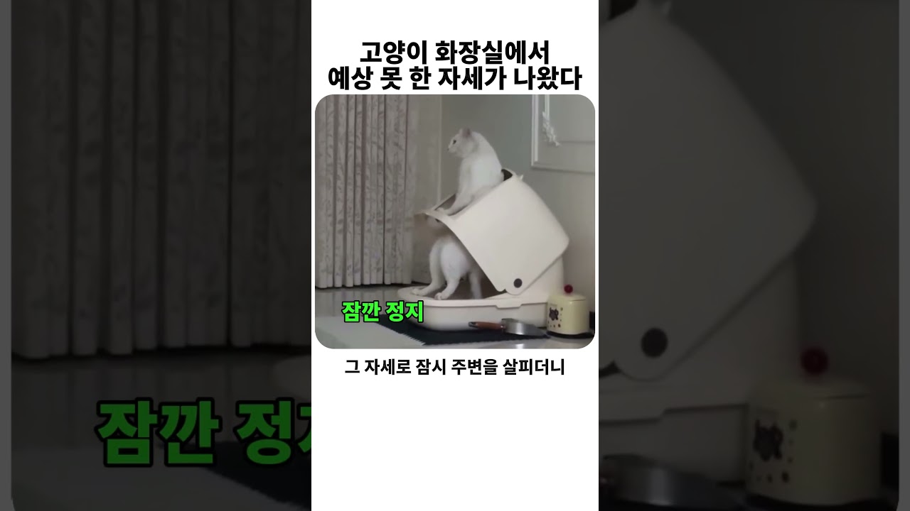 고양이 화장실에서 예상 못한 자세 #고양이