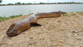 Fishing | Amazing Catching the big eel fish