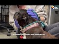Overbred Bully Mix Spent Years In Pain Until Everything Changed | The Dodo